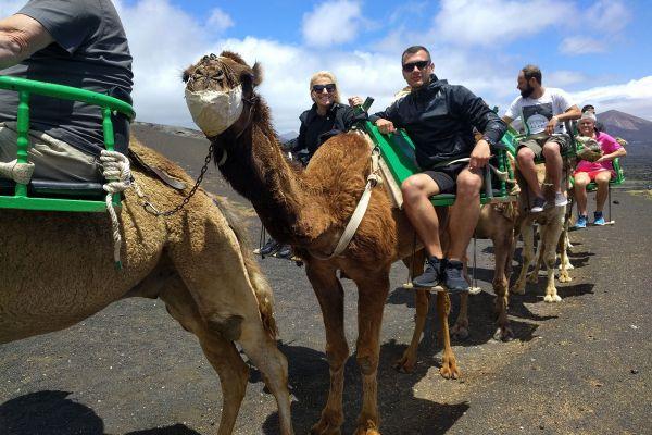 Camel Ride Lanzarote Tour