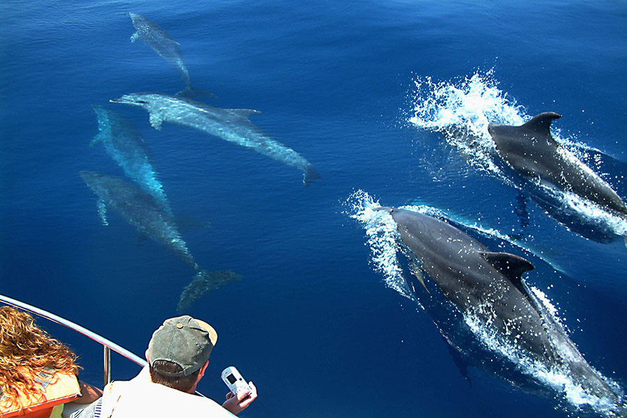 whale-watching-lanzarote_4