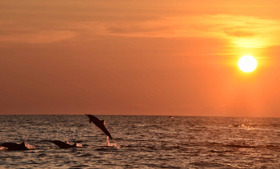 dolphin-sunset-cruise-lanzarote