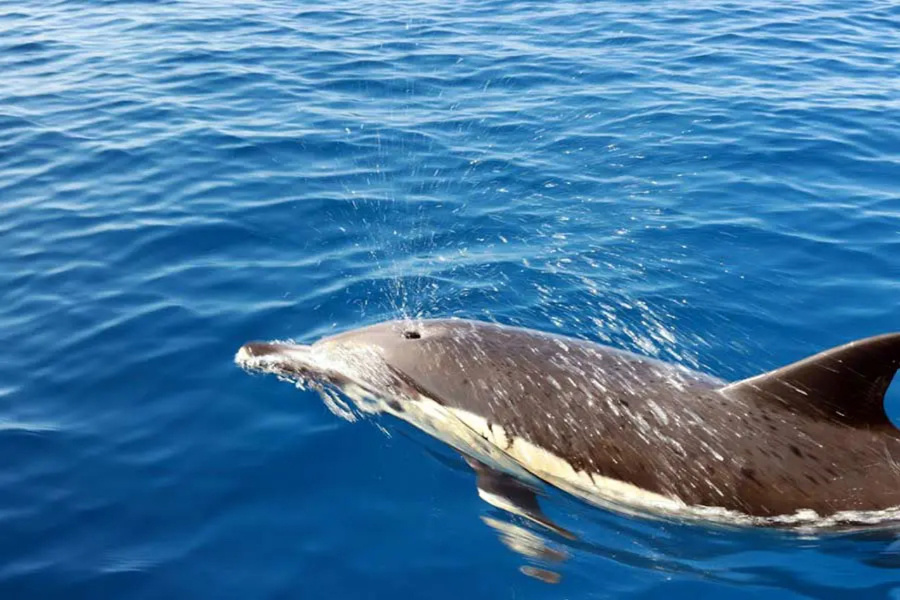 dolphin-up-close