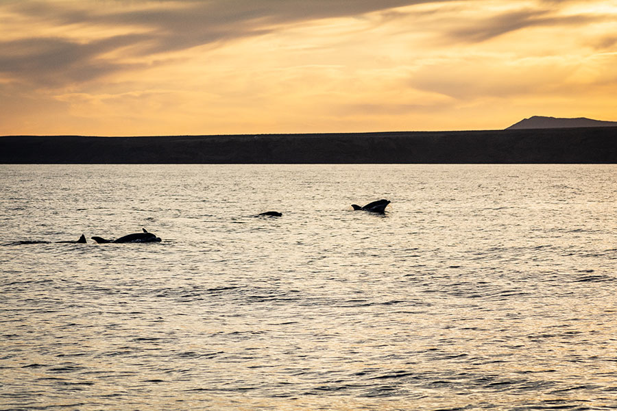 dolphin-watching-lanzarote-at-sunset_5